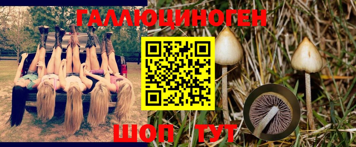 Галлюциногенные грибы Psilocybe Будённовск
